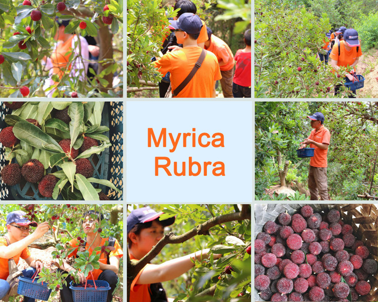 Newstar Stone 16 Anniversary - Pick Myrica Rubra